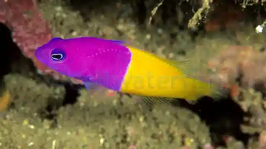 Bicolor (Royal) Dottyback